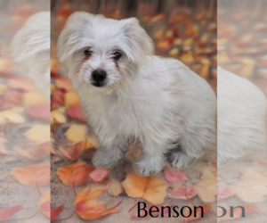 Maltipoo Dogs for adoption in Phelan, CA, USA