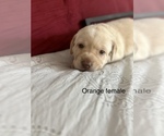 Small Photo #2 Labrador Retriever Puppy For Sale in INVERNESS, FL, USA