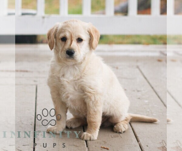 Medium Photo #1 Miniature Labradoodle Puppy For Sale in NARVON, PA, USA