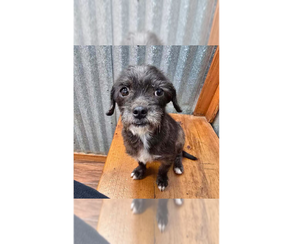Medium Photo #2 Mutt Puppy For Sale in New York, NY, USA
