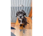 Small #1 Mutt