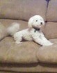 Small Photo #1 Goldendoodle (Miniature) Puppy For Sale in NORTH LIBERTY, IN, USA