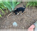 Small #3 Beagle