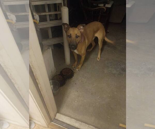 Medium Photo #3 Black Mouth Cur-Unknown Mix Puppy For Sale in phoenix, AZ, USA