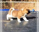 Small Photo #3 Akita Puppy For Sale in CARTHAGE, NC, USA