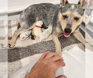 Mother of the Australian Cattle Dog puppies born on 09/20/2023