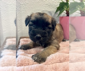 Soft Coated Wheaten Terrier Puppy for sale in DOSS, MO, USA