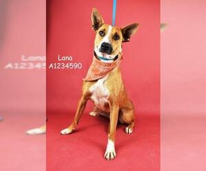 American Pit Bull Terrier-Unknown Mix Dogs for adoption in Bakersfield, CA, USA
