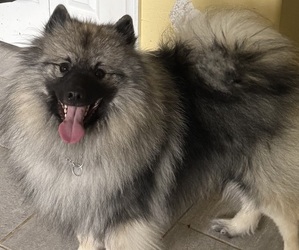 Mother of the Keeshond puppies born on 05/01/2026