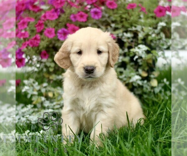 Medium Photo #1 Golden Retriever Puppy For Sale in BIRD IN HAND, PA, USA