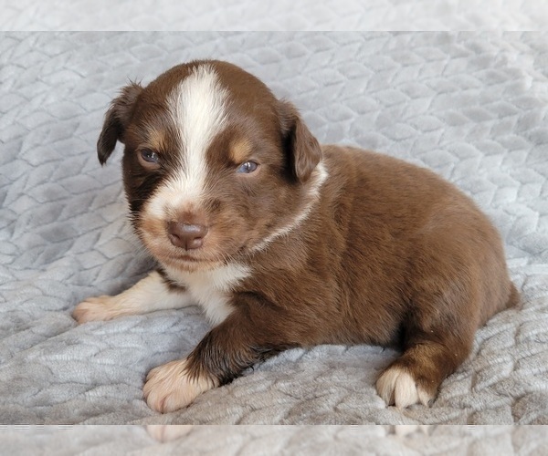 Medium Photo #4 Australian Shepherd Puppy For Sale in DOWELLTOWN, TN, USA