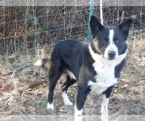 Border Collie Dog for Adoption in CLARKRANGE, Tennessee USA