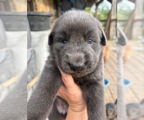 Medium Photo #1 German Shepherd Dog Puppy For Sale in MITCHELL, IN, USA
