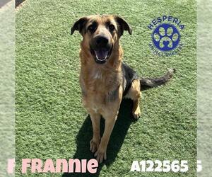 German Shepherd Dog Dogs for adoption in HESPERIA, CA, USA