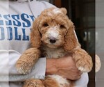 Small #3 Goldendoodle