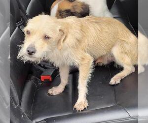 Mutt Dogs for adoption in San Antonio, TX, USA