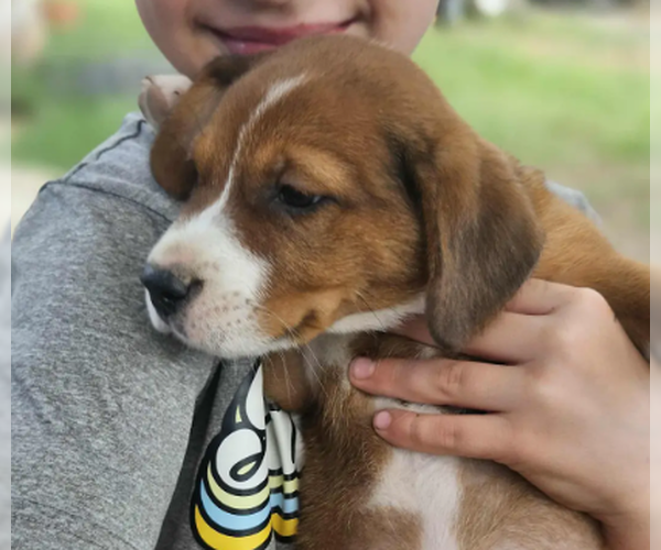 Medium Photo #4 Australian Shepherd-Beagle Mix Puppy For Sale in Wakefield, RI, USA