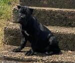 Puppy Puff Cane Corso