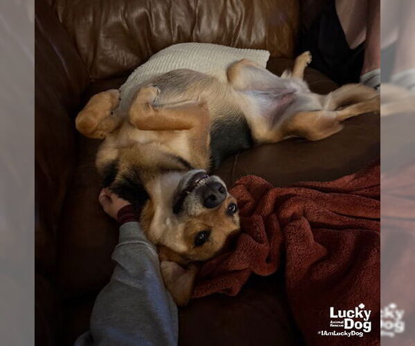 Medium Photo #7 Mutt Puppy For Sale in Washington, DC, USA