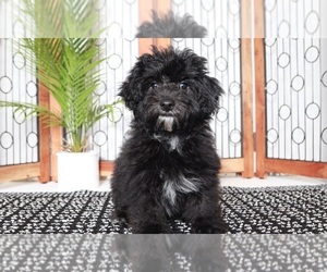 Yo-Chon Puppy for sale in NAPLES, FL, USA