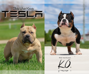 Mother of the American Bully puppies born on 05/15/2025