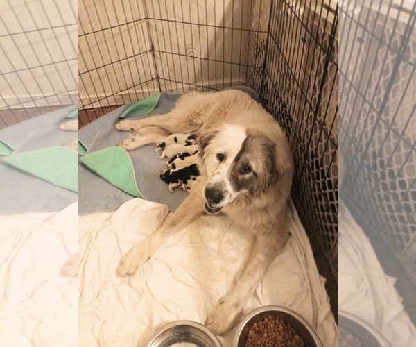 Medium Photo #2 Anatolian Pyrenees Puppy For Sale in Holly Springs, NC, USA