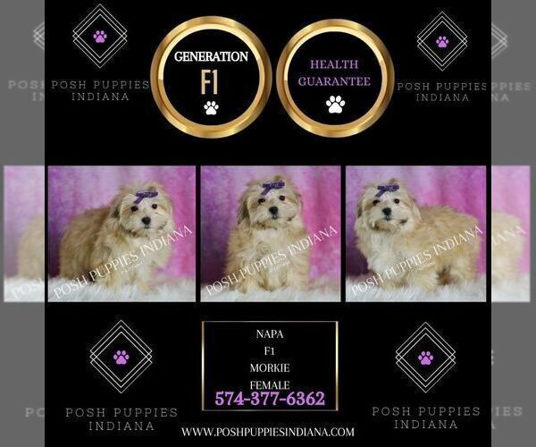 Medium Photo #6 Morkie Puppy For Sale in WARSAW, IN, USA