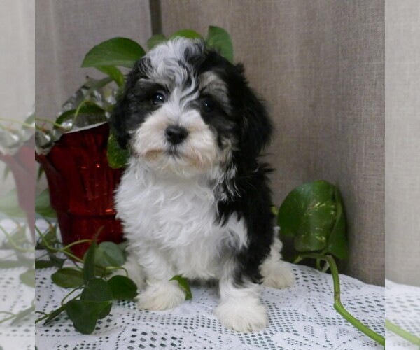 Medium Photo #1 Havanese Puppy For Sale in THREE RIVERS, MI, USA