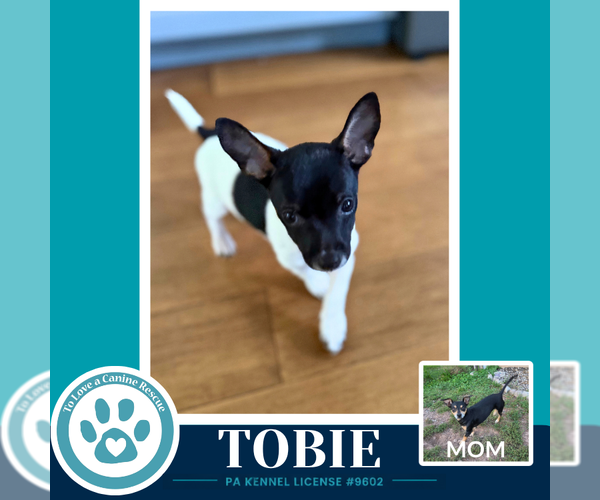 Medium Photo #1 Chiweenie Puppy For Sale in Kimberton, PA, USA