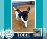 Tobie (Scooters Skittles) 100326 - Male Chiweenie Dog for Adoption - Small photo