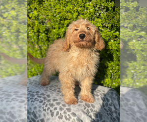Doodle-Goldendoodle Mix Puppy for sale in BAKERSFIELD, CA, USA