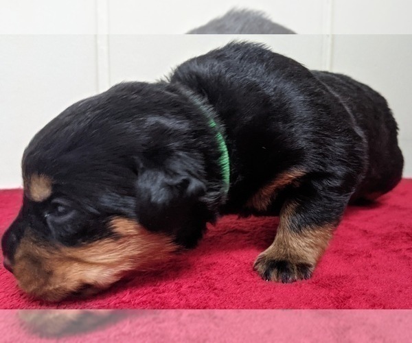 Medium Photo #4 Rottweiler Puppy For Sale in ROCKFORD, IL, USA