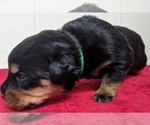 Small Photo #4 Rottweiler Puppy For Sale in ROCKFORD, IL, USA