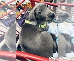 Small Photo #1 American Pit Bull Terrier-Labrador Retriever Mix Puppy For Sale in HOOD RIVER, OR, USA