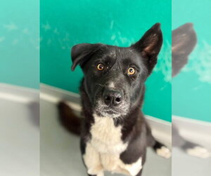 German Shepherd Dog-Unknown Mix Dogs for adoption in Visalia, CA, USA