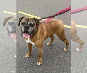 Boxer Dogs for adoption in Woodbury, MN, USA