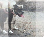 Small #17 Boxer Mix