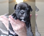Small #3 Faux Frenchbo Bulldog
