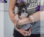 Small #3 Jack Russell Terrier Mix