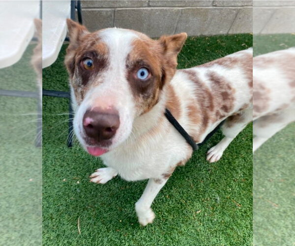 Medium Photo #2 Catahoula Leopard Dog-Unknown Mix Puppy For Sale in Lakewood, CO, USA