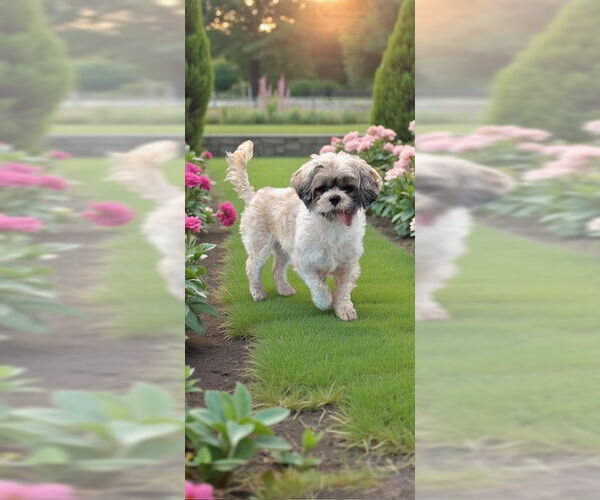 Medium Photo #4 Shih Tzu Puppy For Sale in Weston, FL, USA