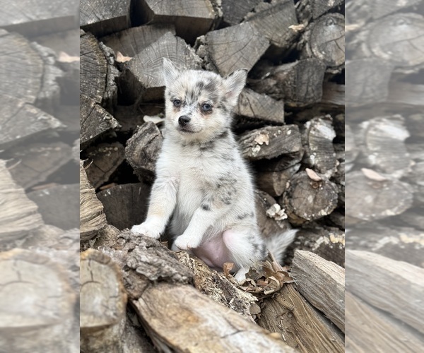 Medium Photo #5 Alaskan Klee Kai-Pomsky Mix Puppy For Sale in STAPLES, MN, USA