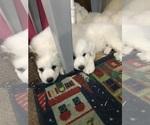 Small Photo #5 Great Pyrenees Puppy For Sale in MOUNT VERNON, IL, USA