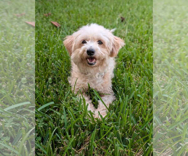 Medium Photo #5 Shih Tzu-Unknown Mix Puppy For Sale in Missouri City, TX, USA
