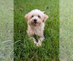 Small #4 Shih Tzu Mix