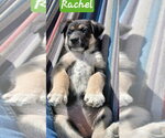Small #1 Shepradors