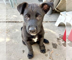 Labrador Retriever-Unknown Mix Dogs for adoption in San Juan Capistrano, CA, USA