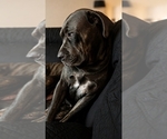 Small Photo #1 Cane Corso Puppy For Sale in HENDERSON, NV, USA