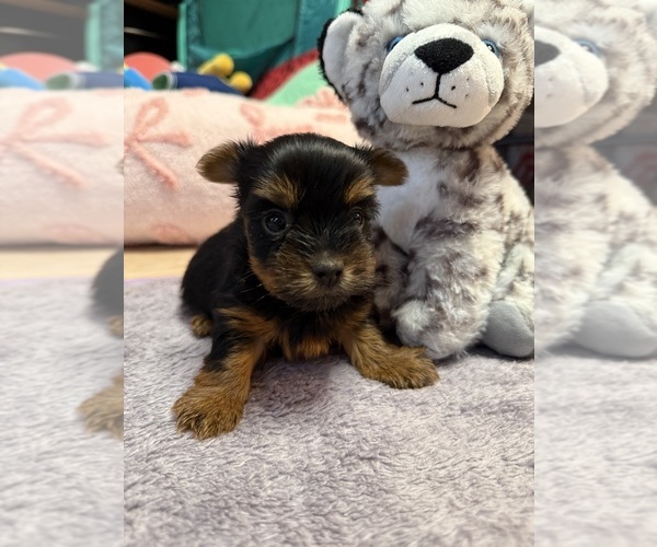 Medium Photo #1 Yorkshire Terrier Puppy For Sale in VALRICO, FL, USA