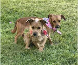 Mutt Dogs for adoption in FRAMINGHAM, MA, USA